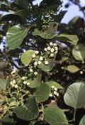 Cordia myxa